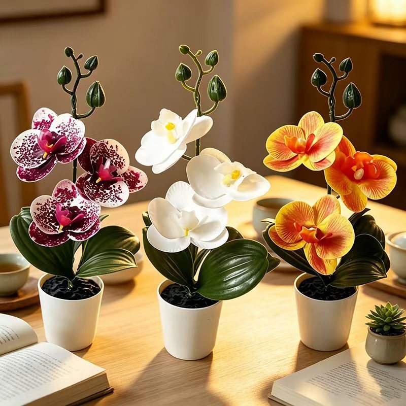 Mini butterfly orchid potted p - đánh giá và giá Badminton Live