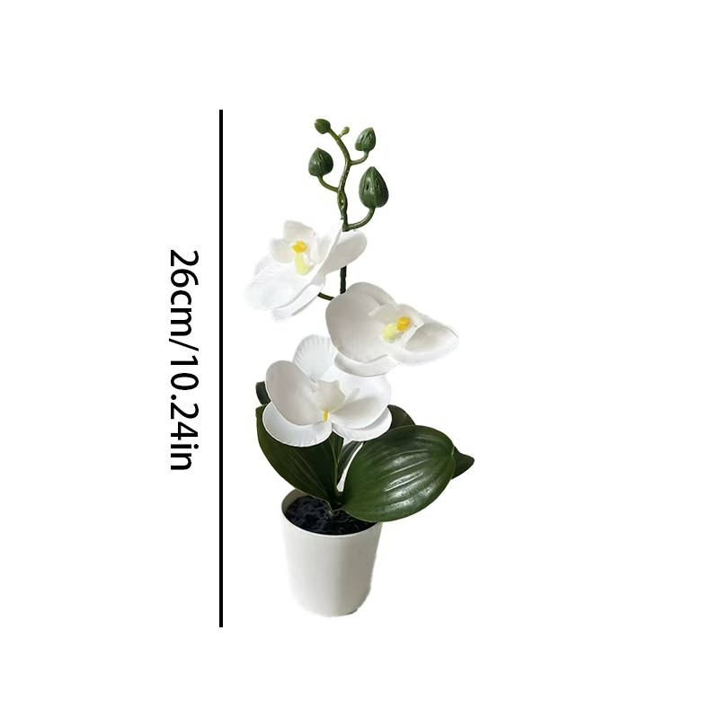 Mini butterfly orchid potted p - đánh giá và giá Badminton Live